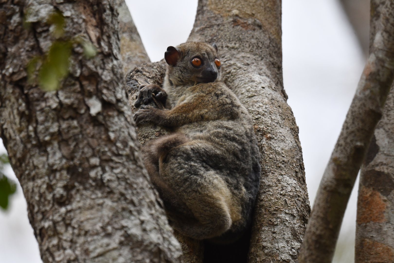 Daraina sportive lemur (Lepilemur milanoii)