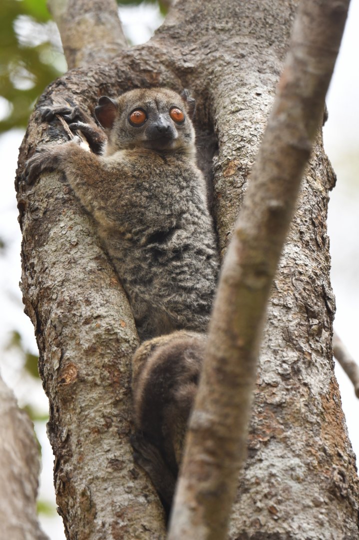 Daraina sportive lemur (Lepilemur milanoii)