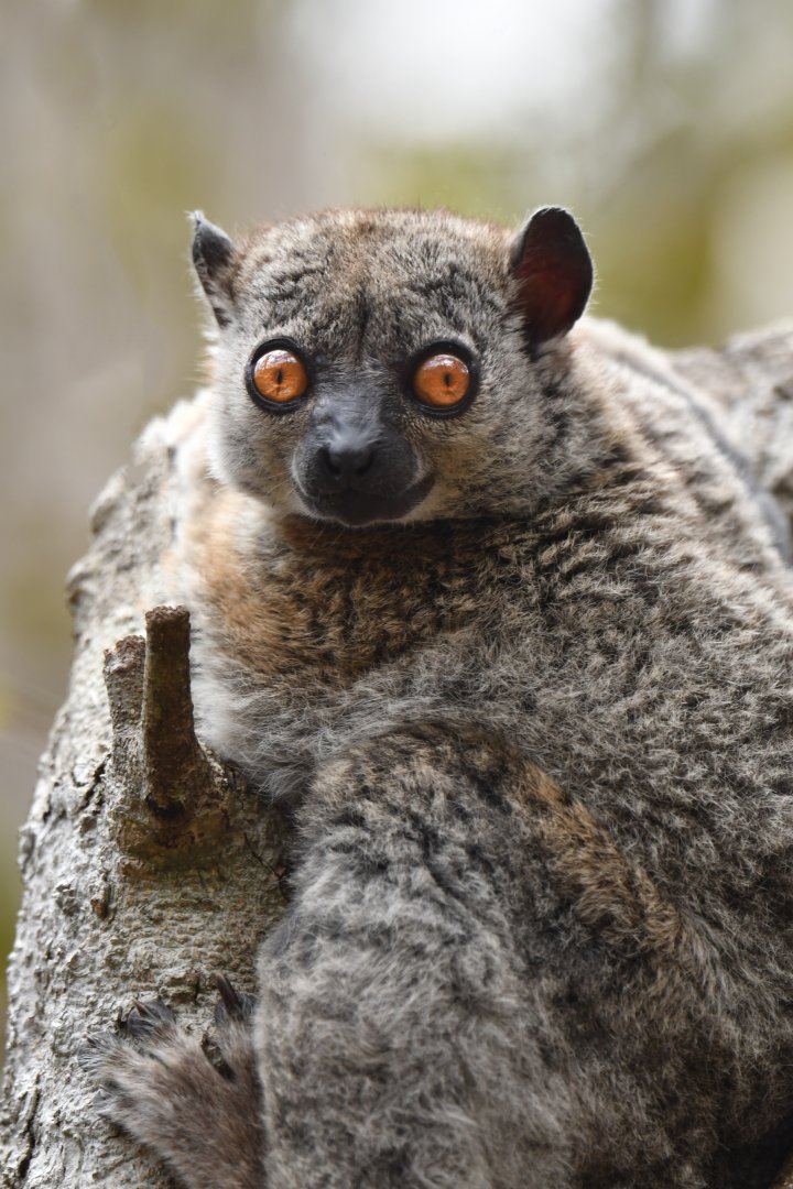 Daraina sportive lemur (Lepilemur milanoii)