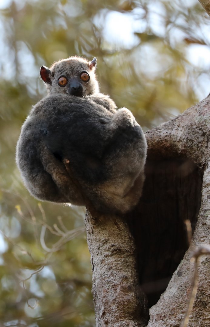 Daraina sportive lemur (Lepilemur milanoii)