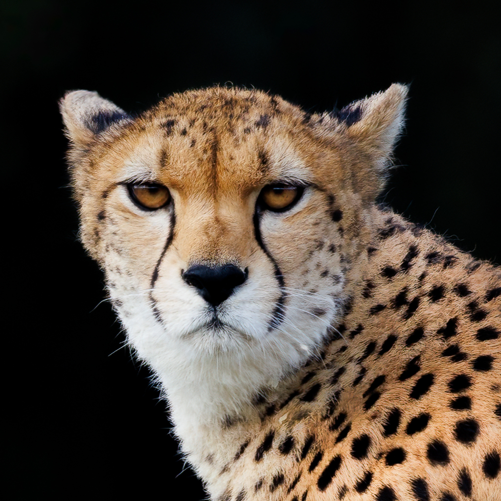 Darcy the female cheetah at YWP