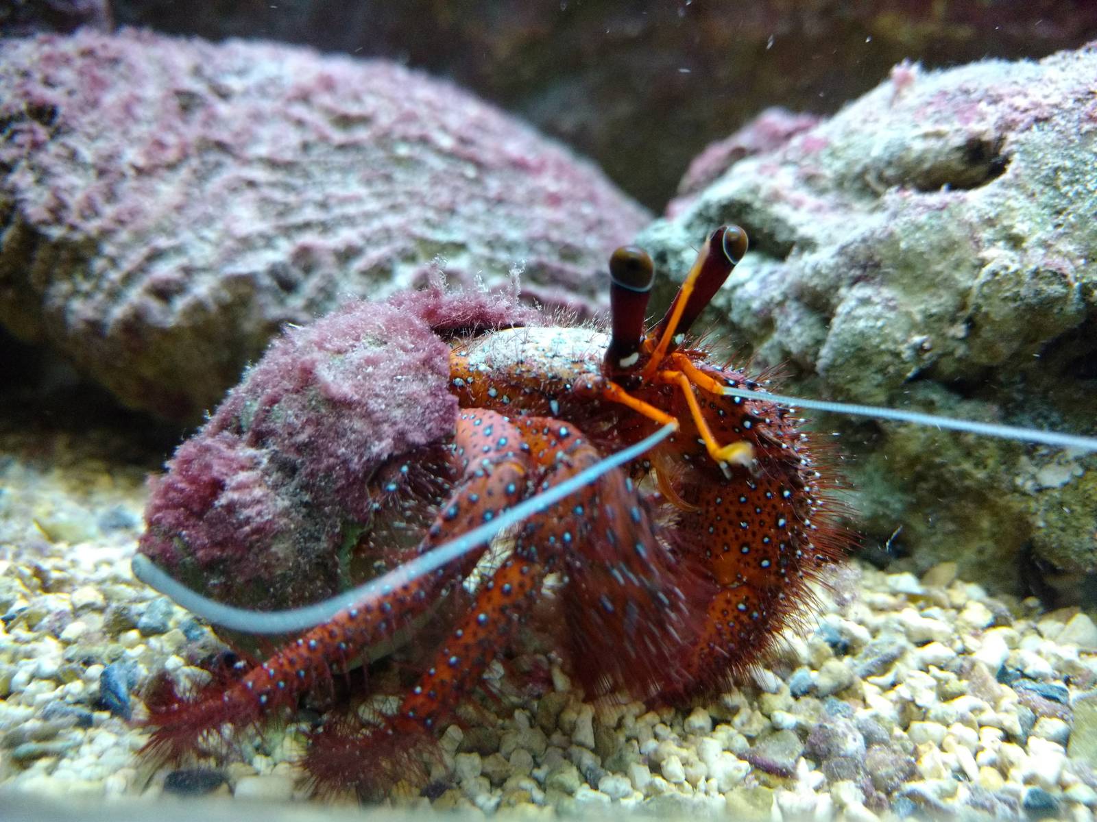 Dardanus megistos, 11th September 2016