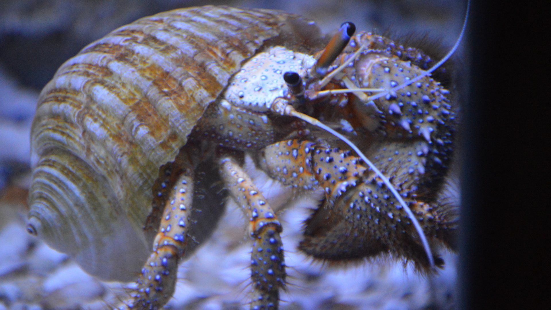 Dardanus megistos (Brookfield Zoo)