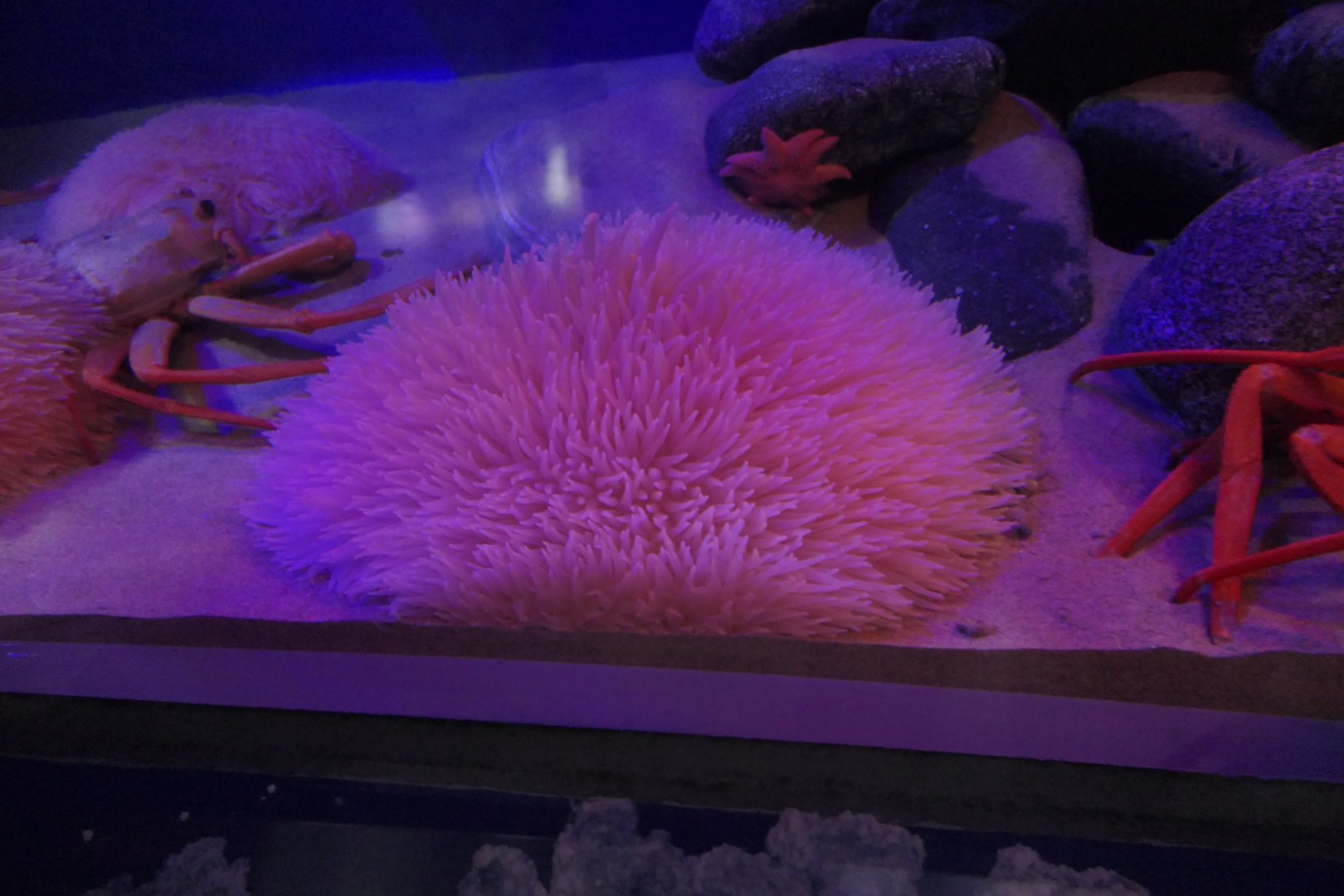 Dariaiso-ginchaku (Liponema multicorne) - Uozu Aquarium