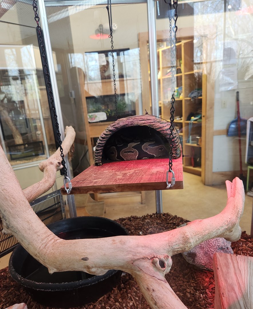 Darien Nature Center (CT) - Ball Python + enclosure
