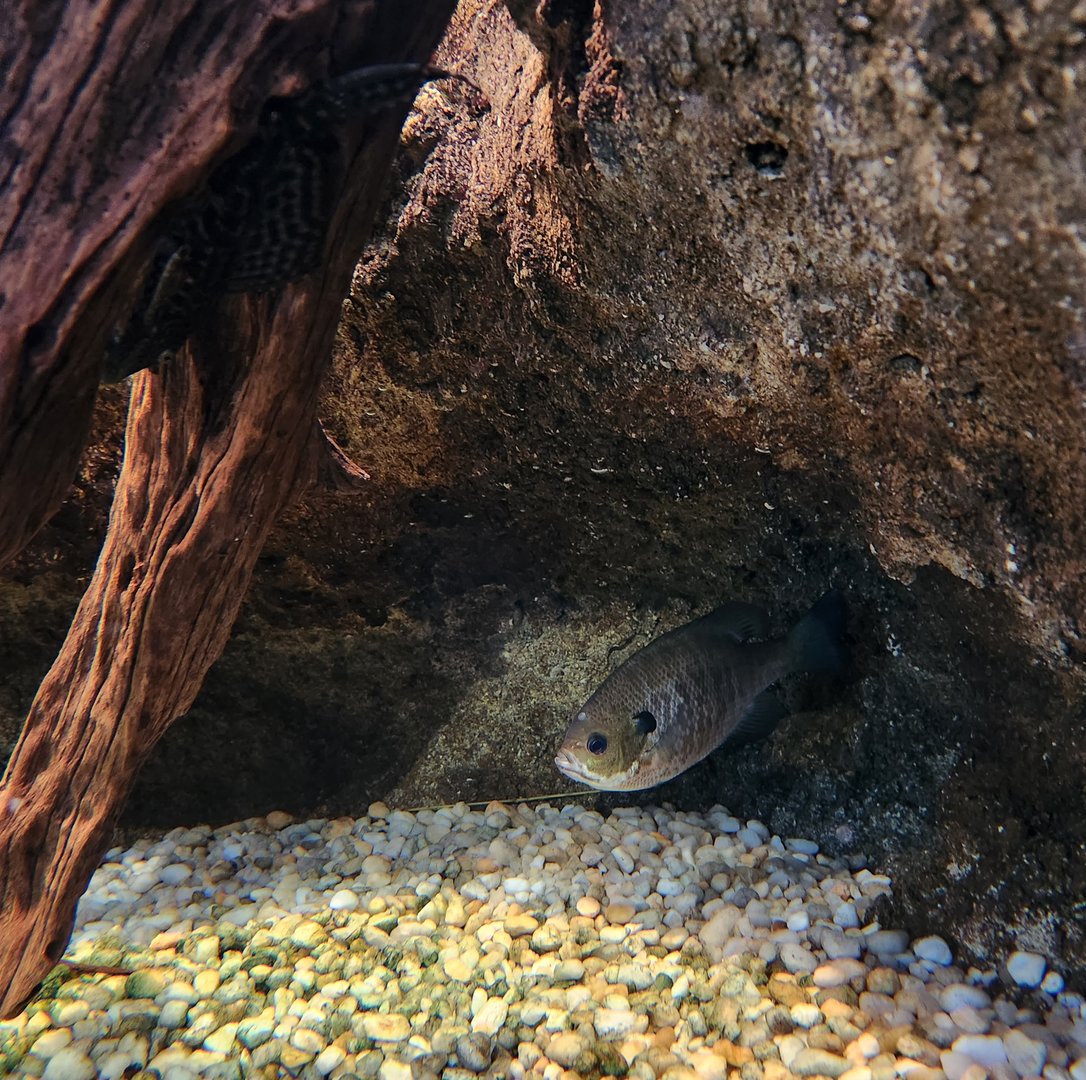 Darien Nature Center (CT) - Bluegill