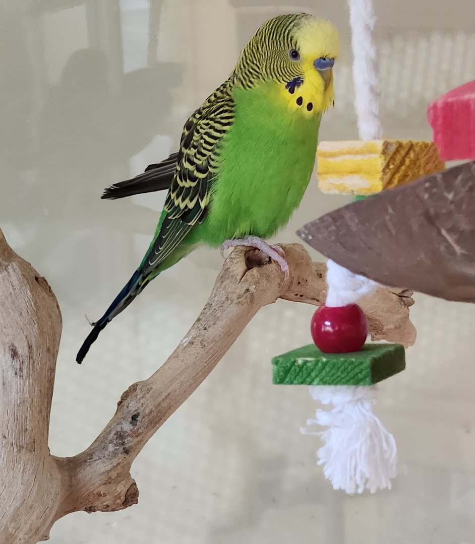 Darien Nature Center (CT) - Budgerigar
