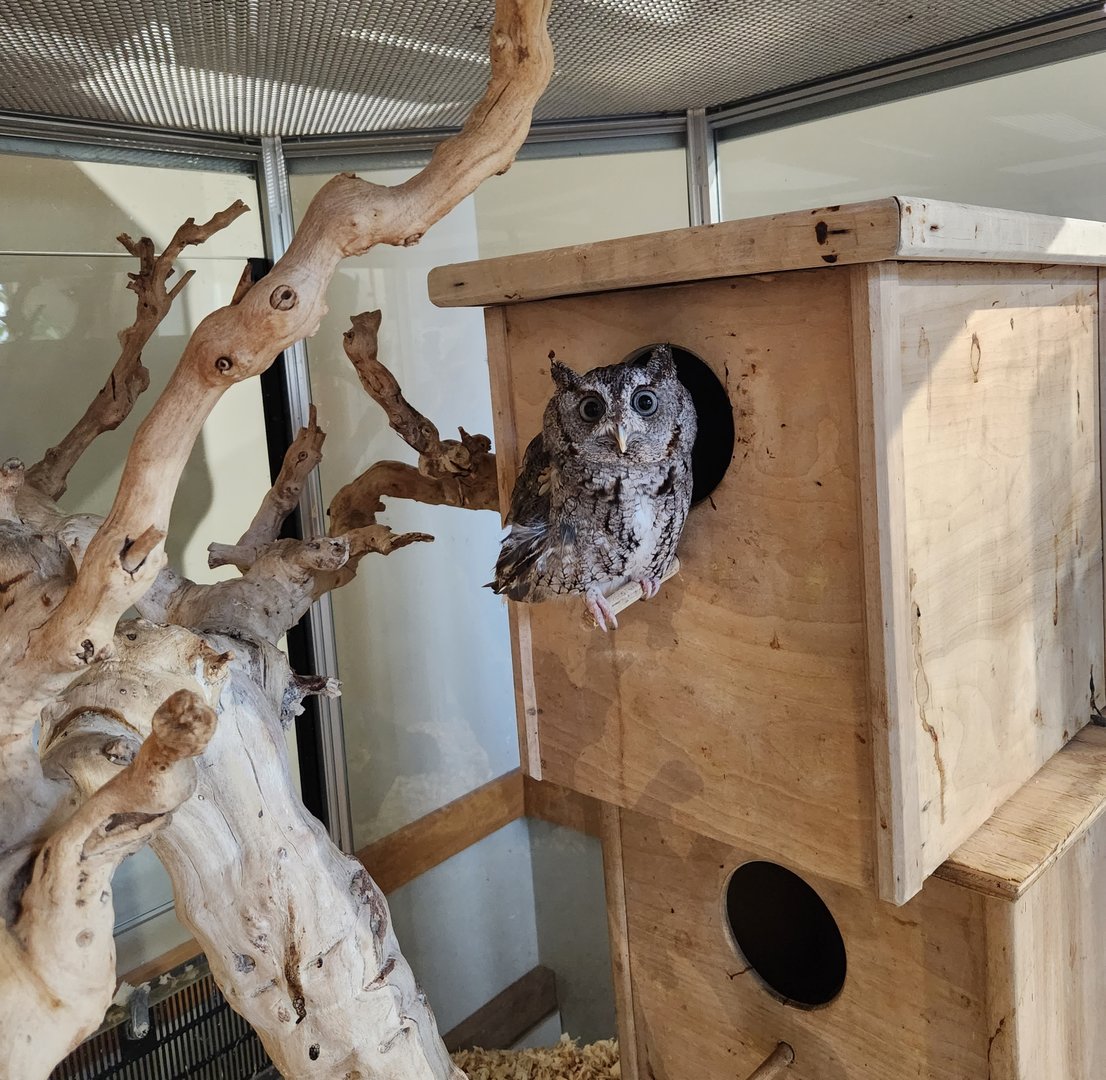 Darien Nature Center (CT) - Eastern Screech Owl
