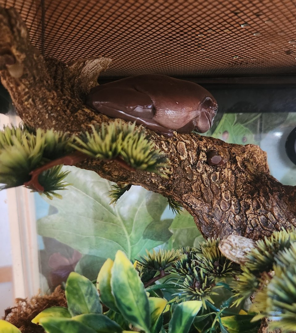 Darien Nature Center (CT) - Litoria caerulea