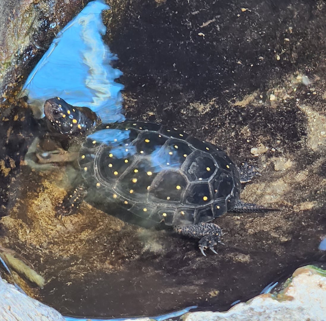Darien Nature Center (CT) - Spotted Turtle