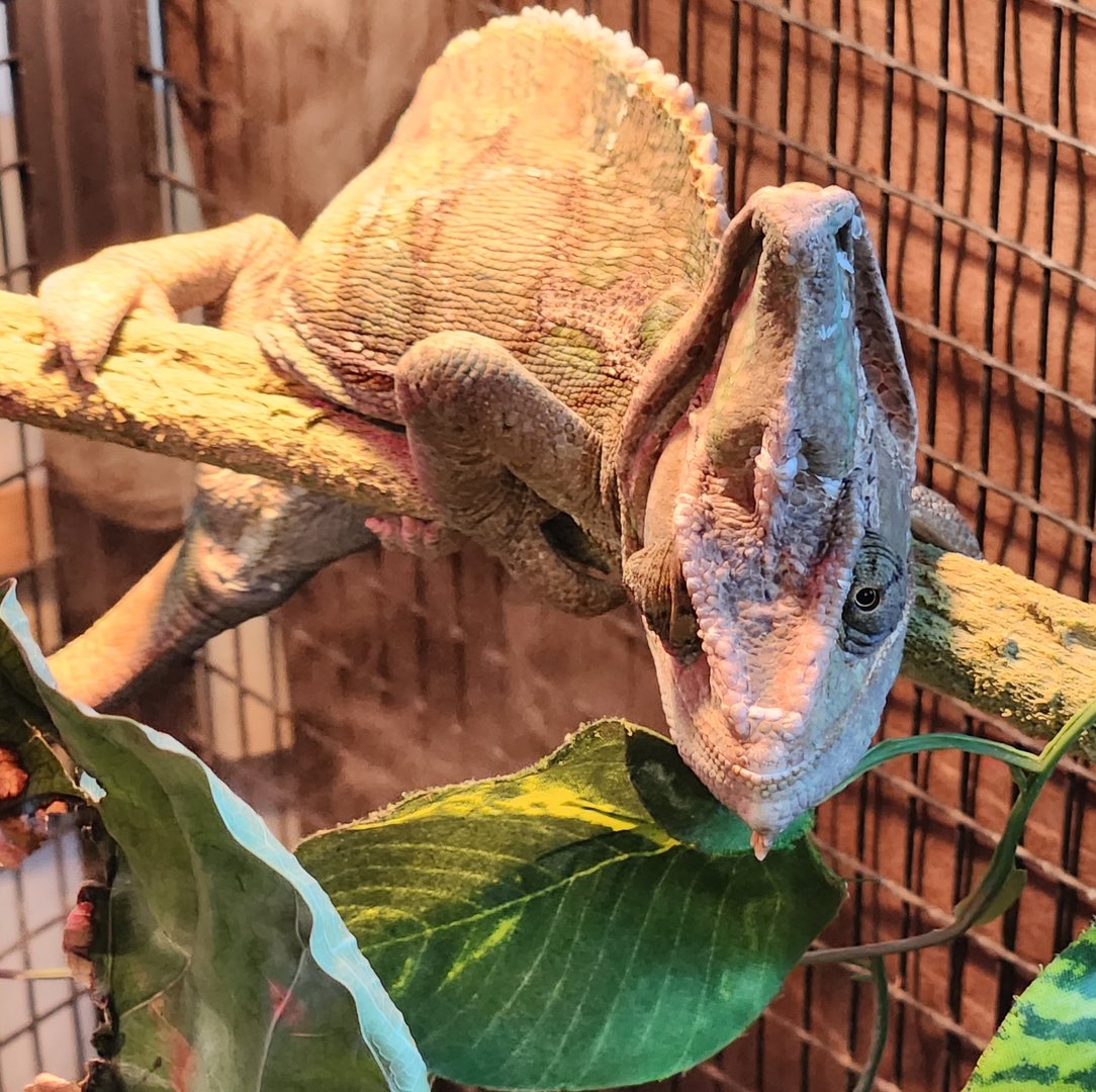Darien Nature Center (CT) - Veiled Chameleon