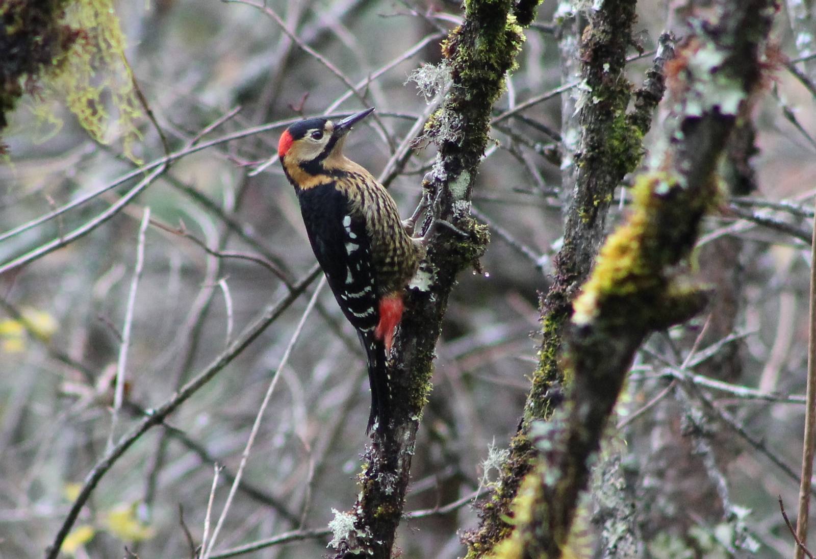 Darjeeling woodpecker (Dendrocopos darjellensis)