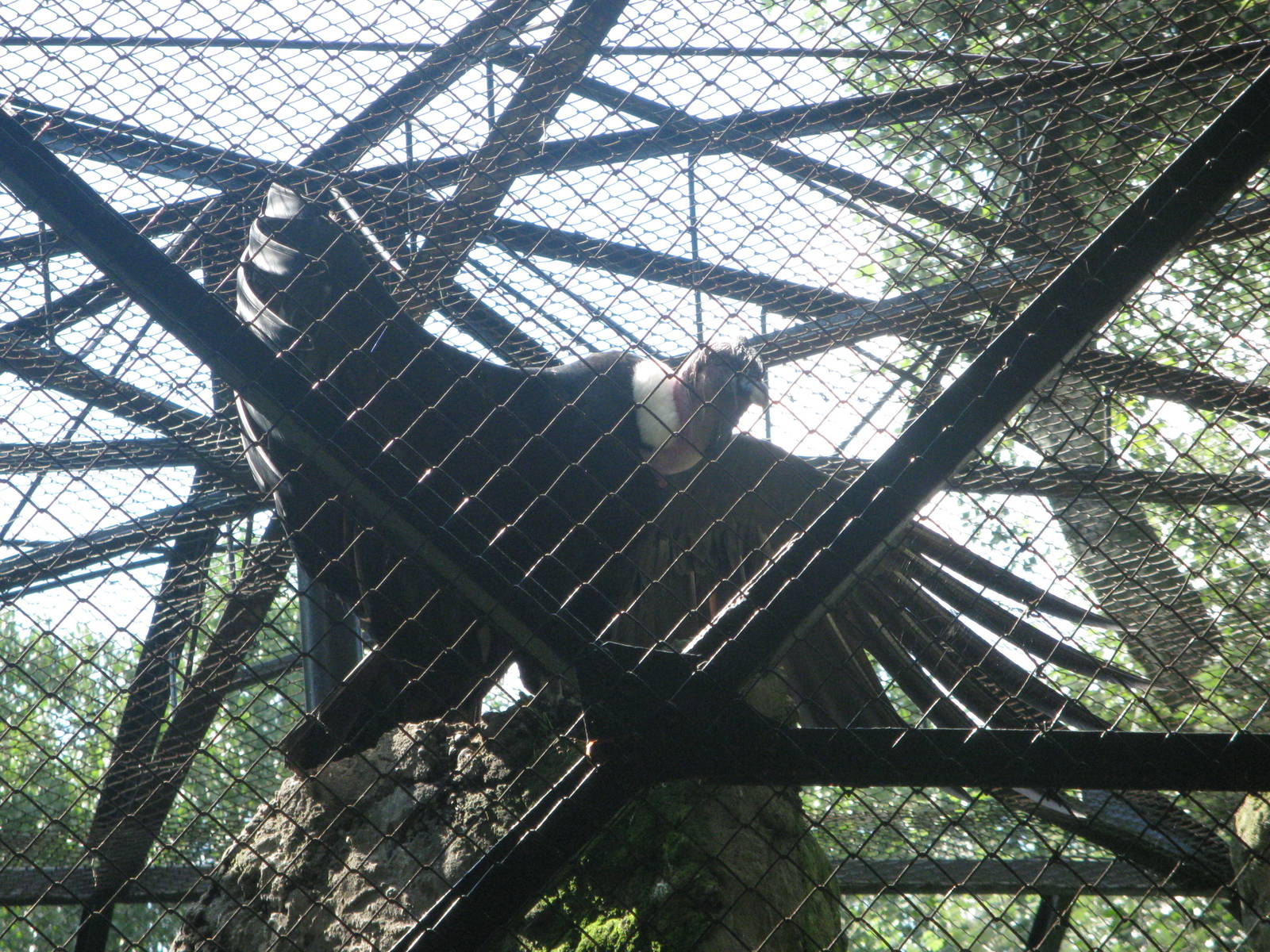 Dark Angel - Andean Condor