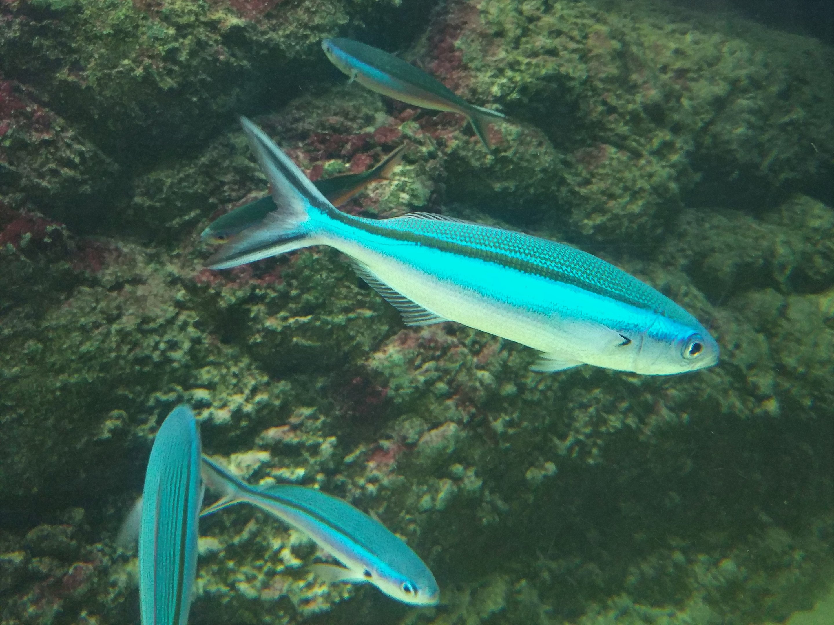 Dark-banded Fusilier