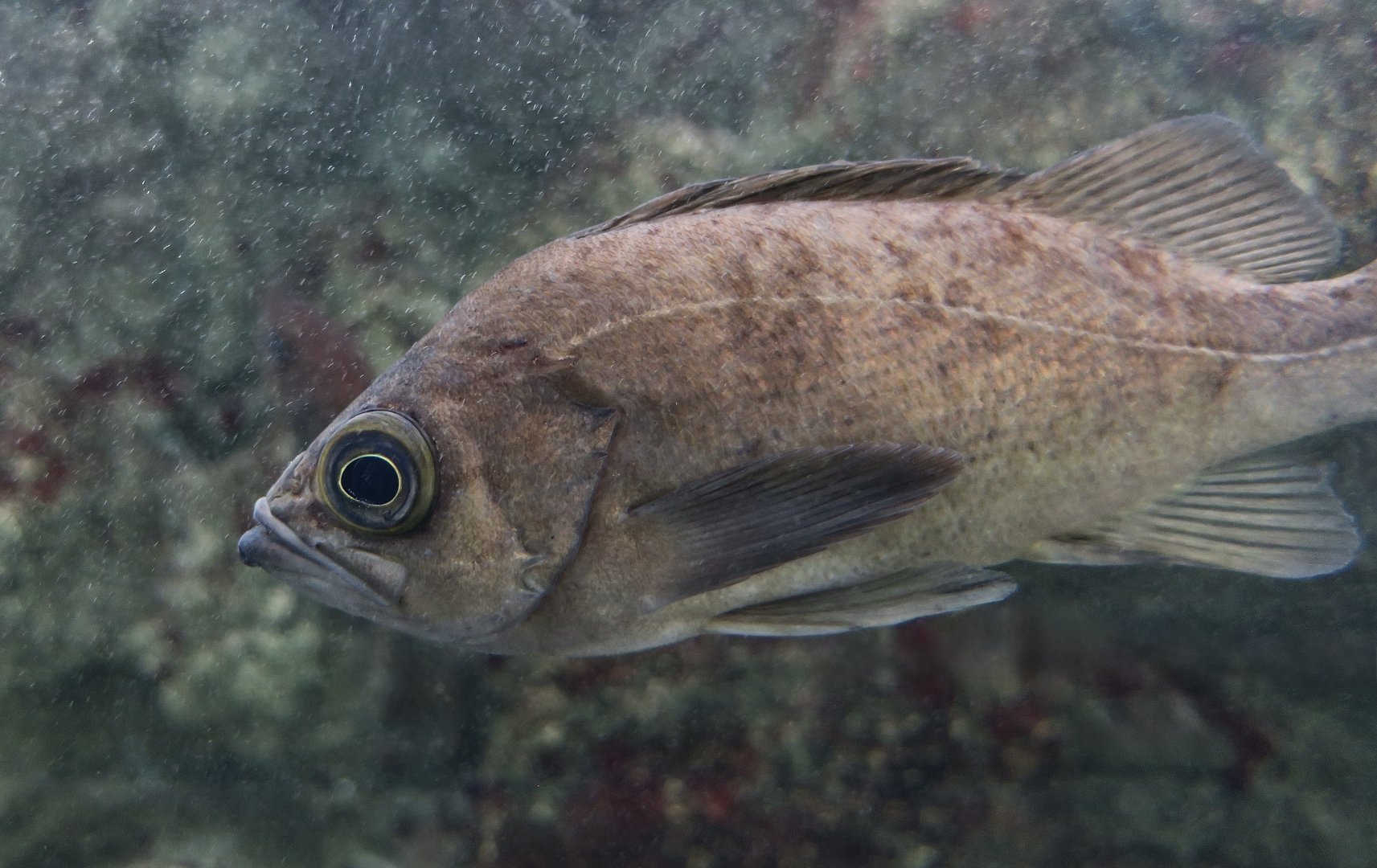 Dark-Banded Rockfish (Sebastes inermis) - Xpark