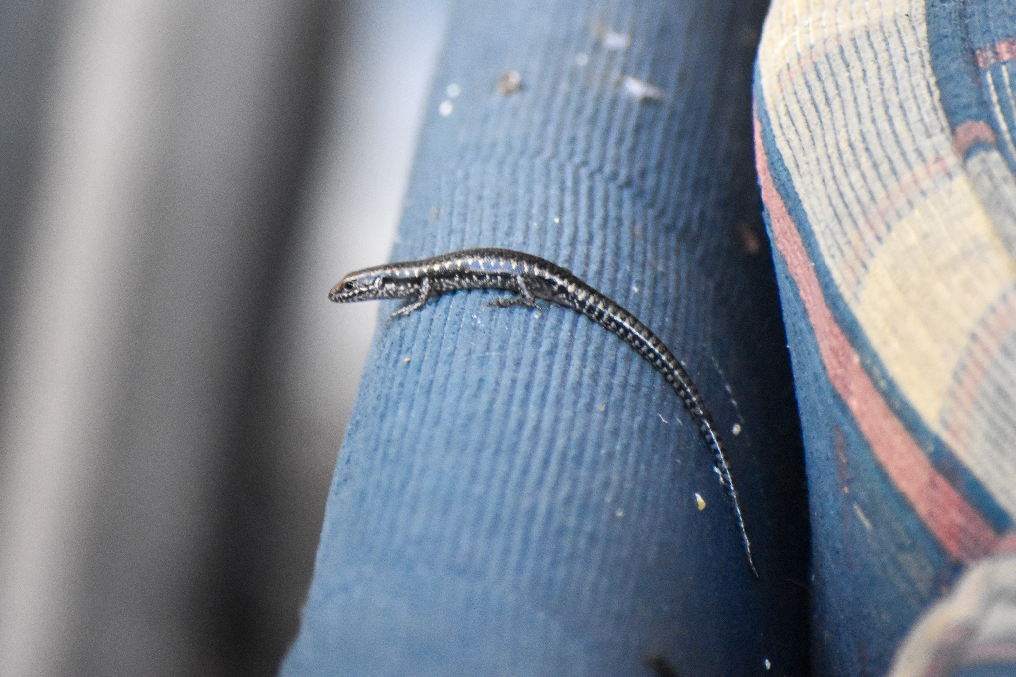 Dark Bar-sided Skink