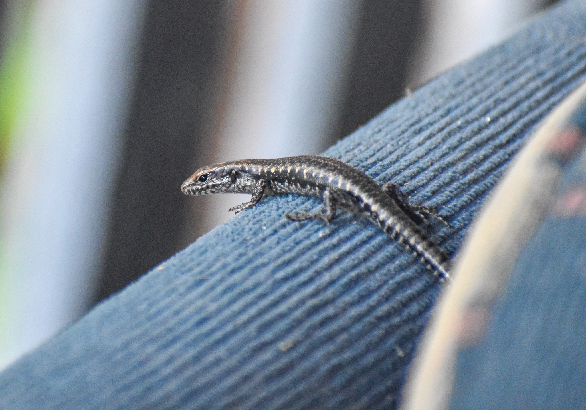 Dark Bar-sided Skink