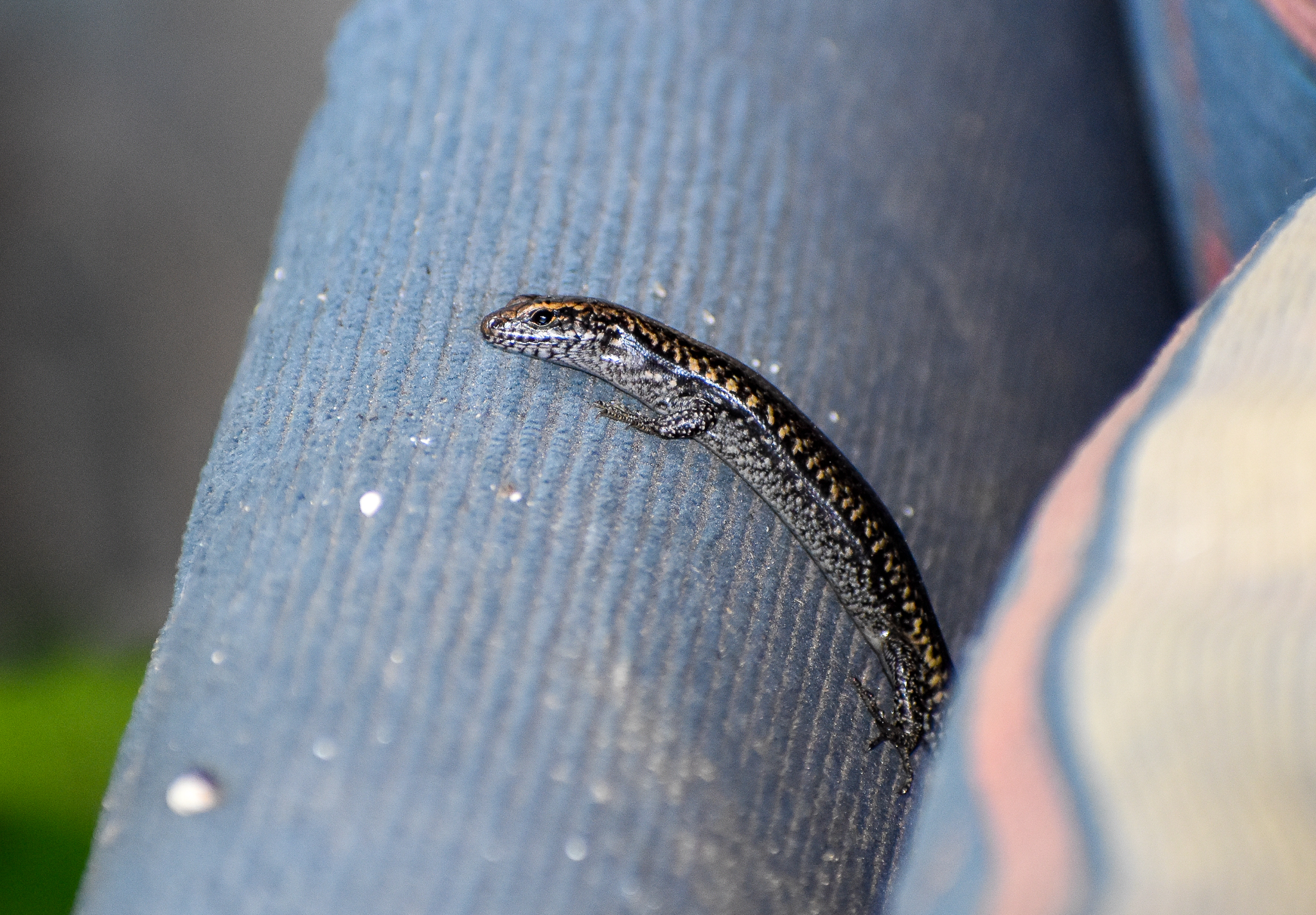 Dark Bar-sided Skink