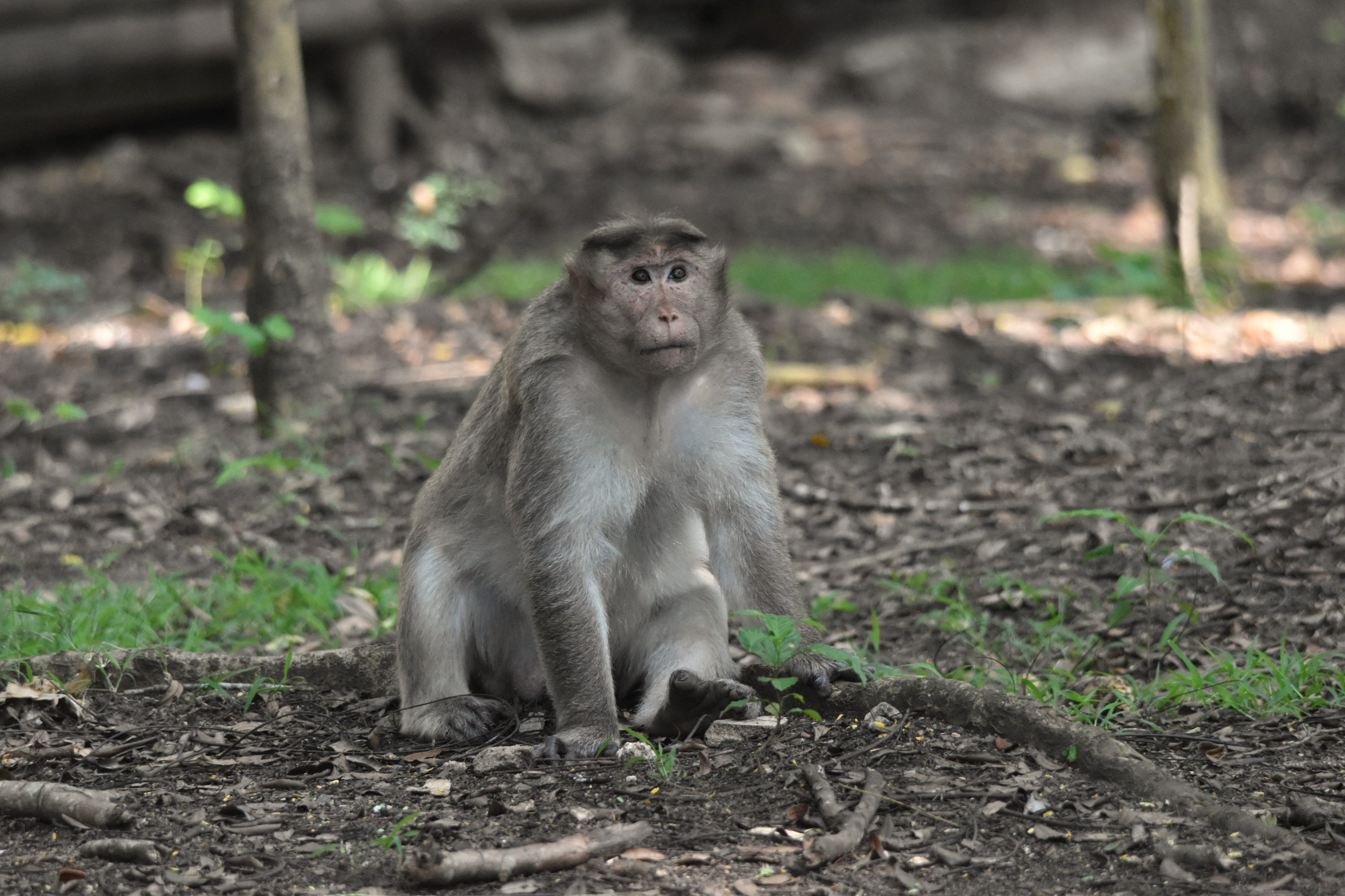 Dark-bellied Bonnet Macaque, Kabini River Lodge, 18th November 2024