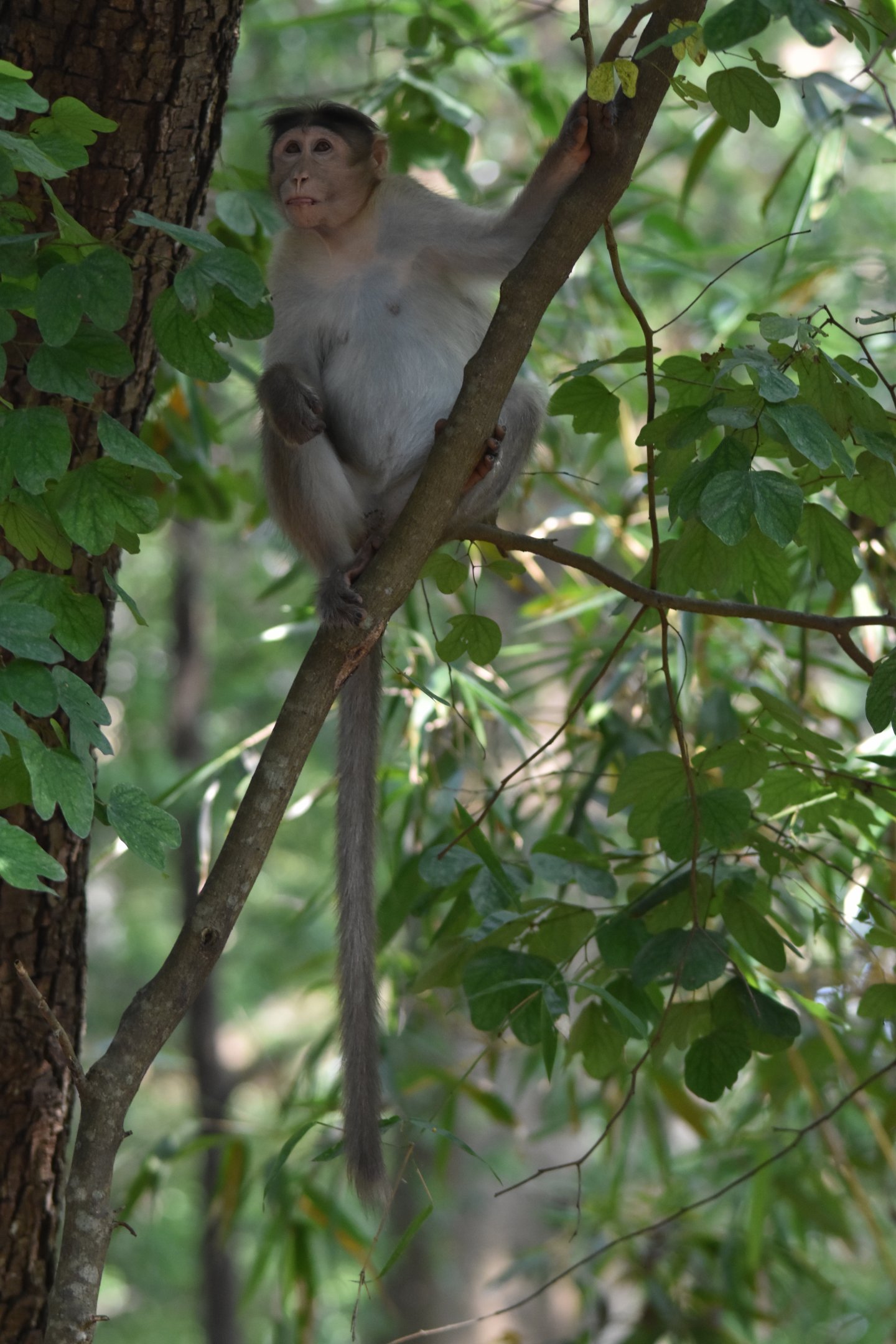 Dark-bellied Bonnet Macaque, Kabini River Lodge, 18th November 2024