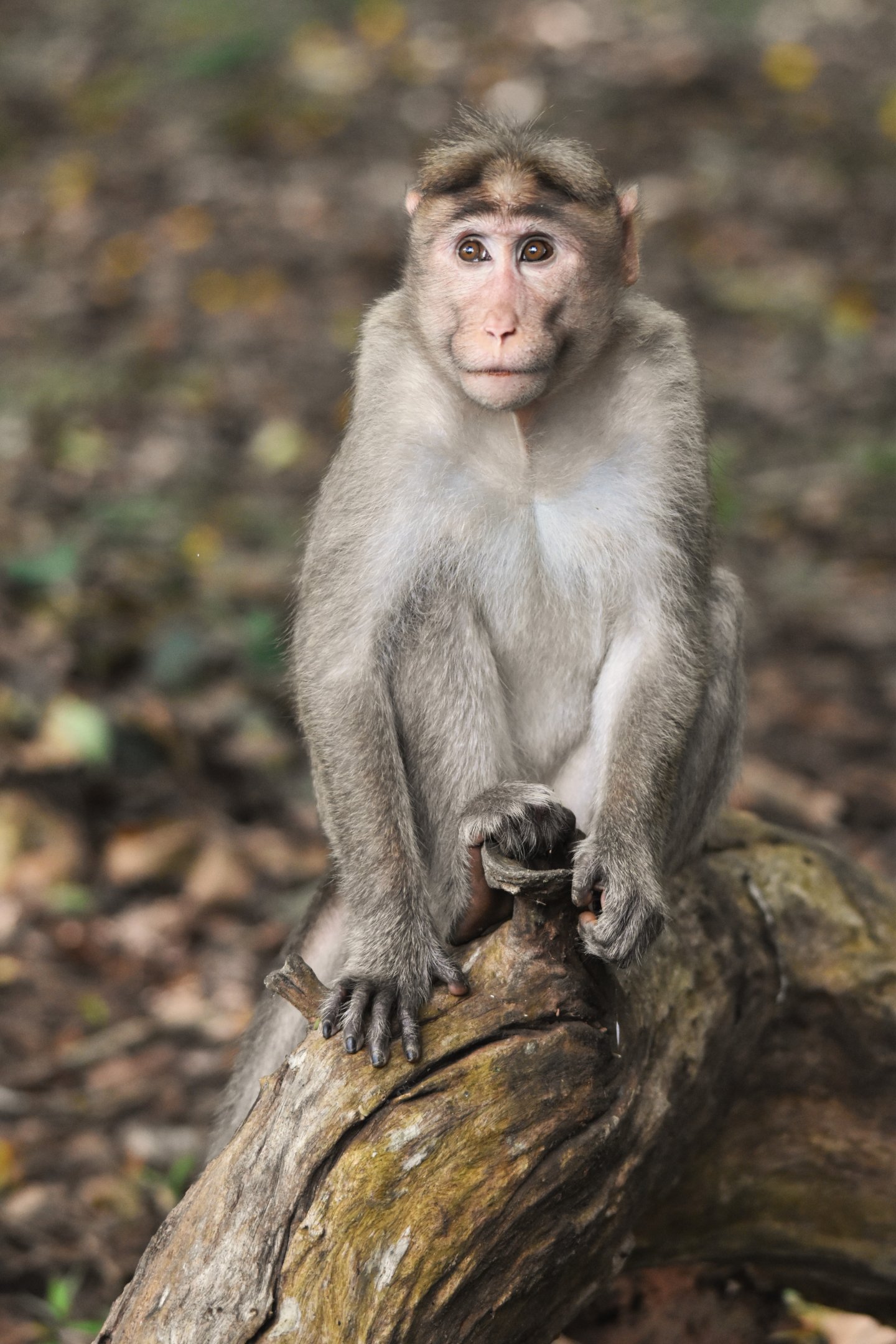 Dark-bellied Bonnet Macaque, Kabini River Lodge, 20th November 2024
