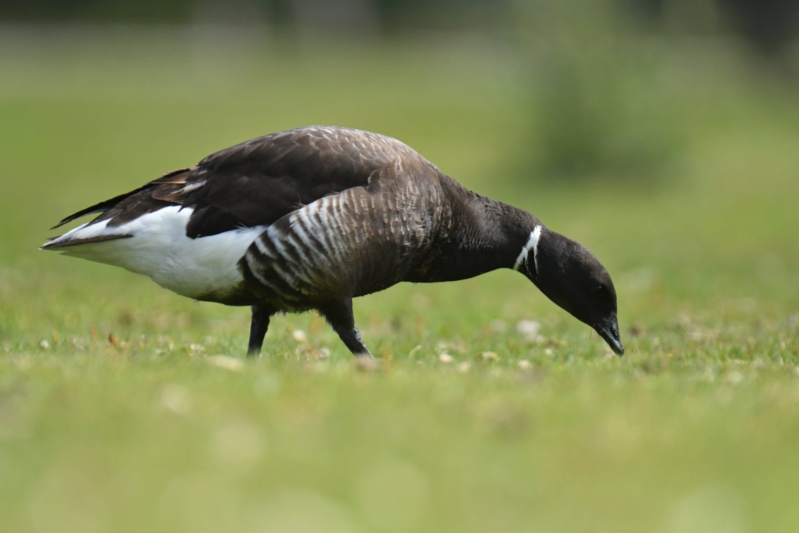 Dark-bellied Brant Branta bernicla