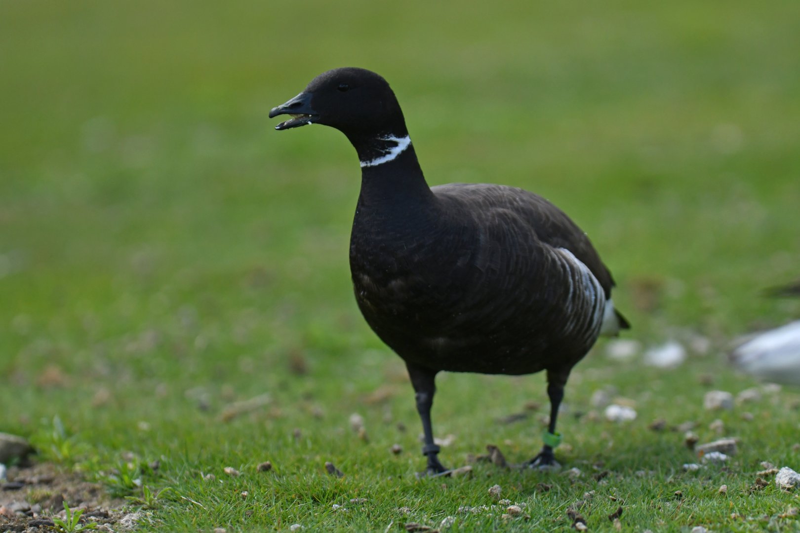Dark-bellied Brant Branta bernicla