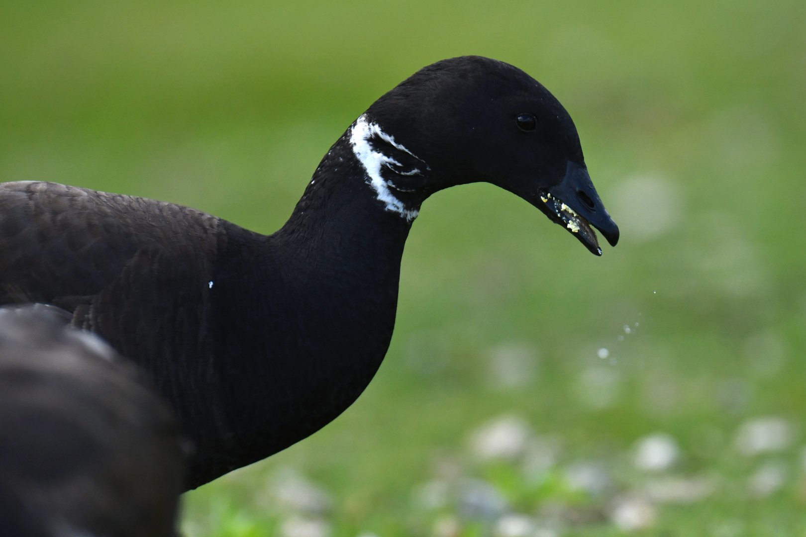 Dark-bellied Brant Branta bernicla