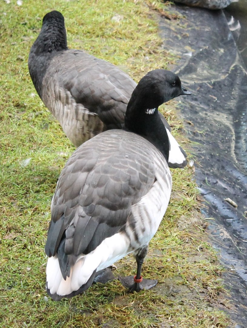 Dark-bellied brent geese