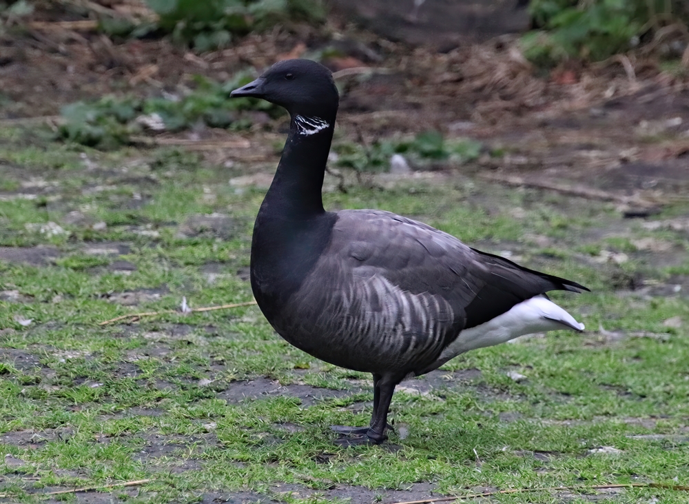 Dark-bellied brent goose (Branta bernicla bernicla)