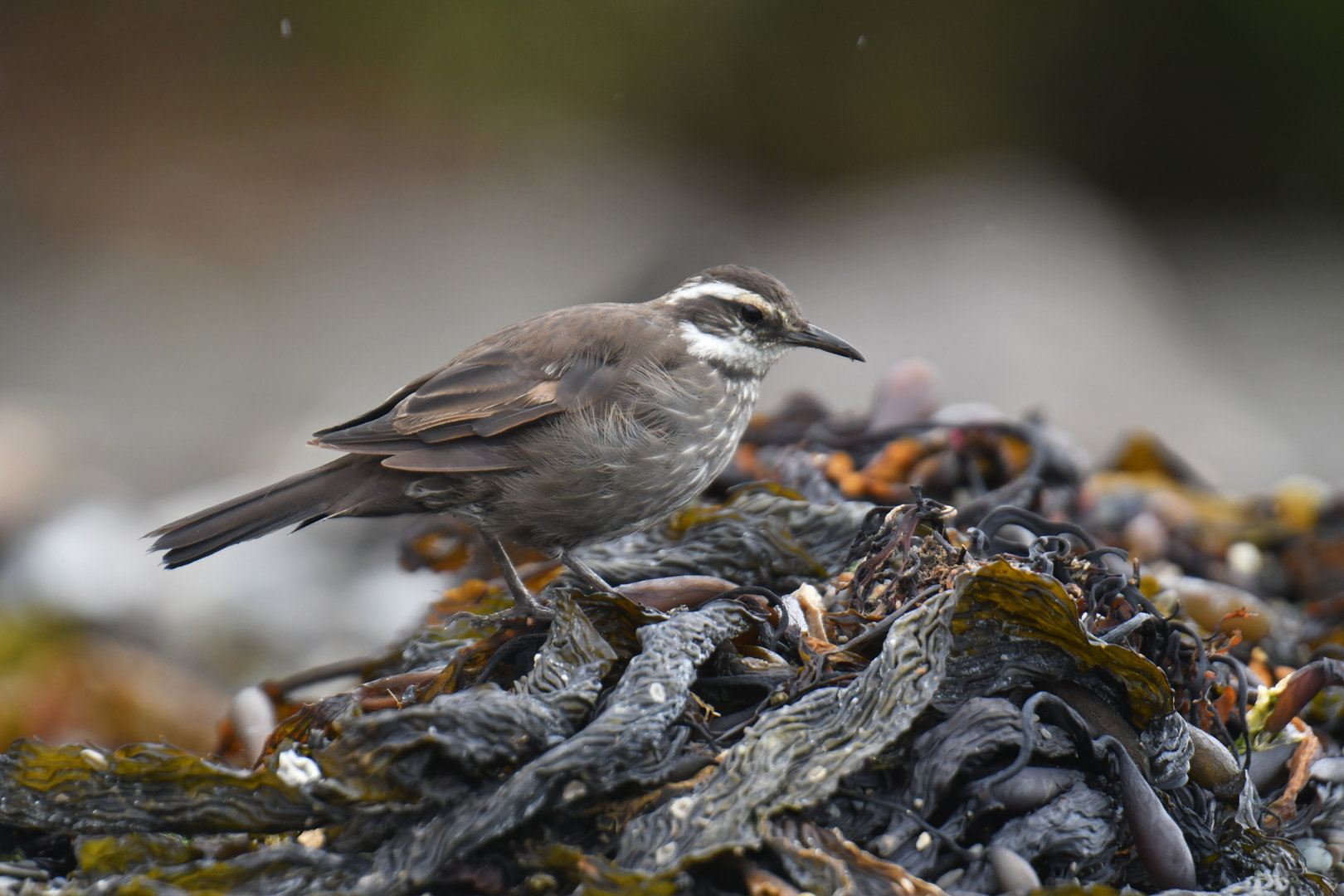 Dark-bellied Cinclodes Cinclodes patagonicus