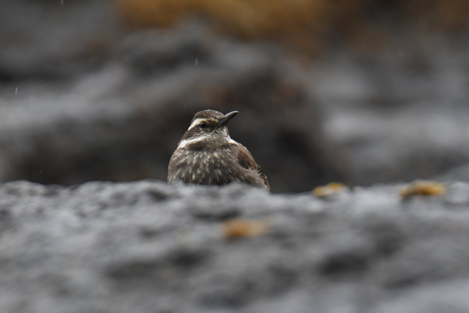Dark-bellied Cinclodes Cinclodes patagonicus