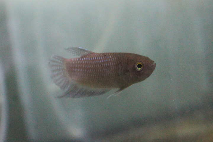Dark betta (Betta obscura) - PCBA