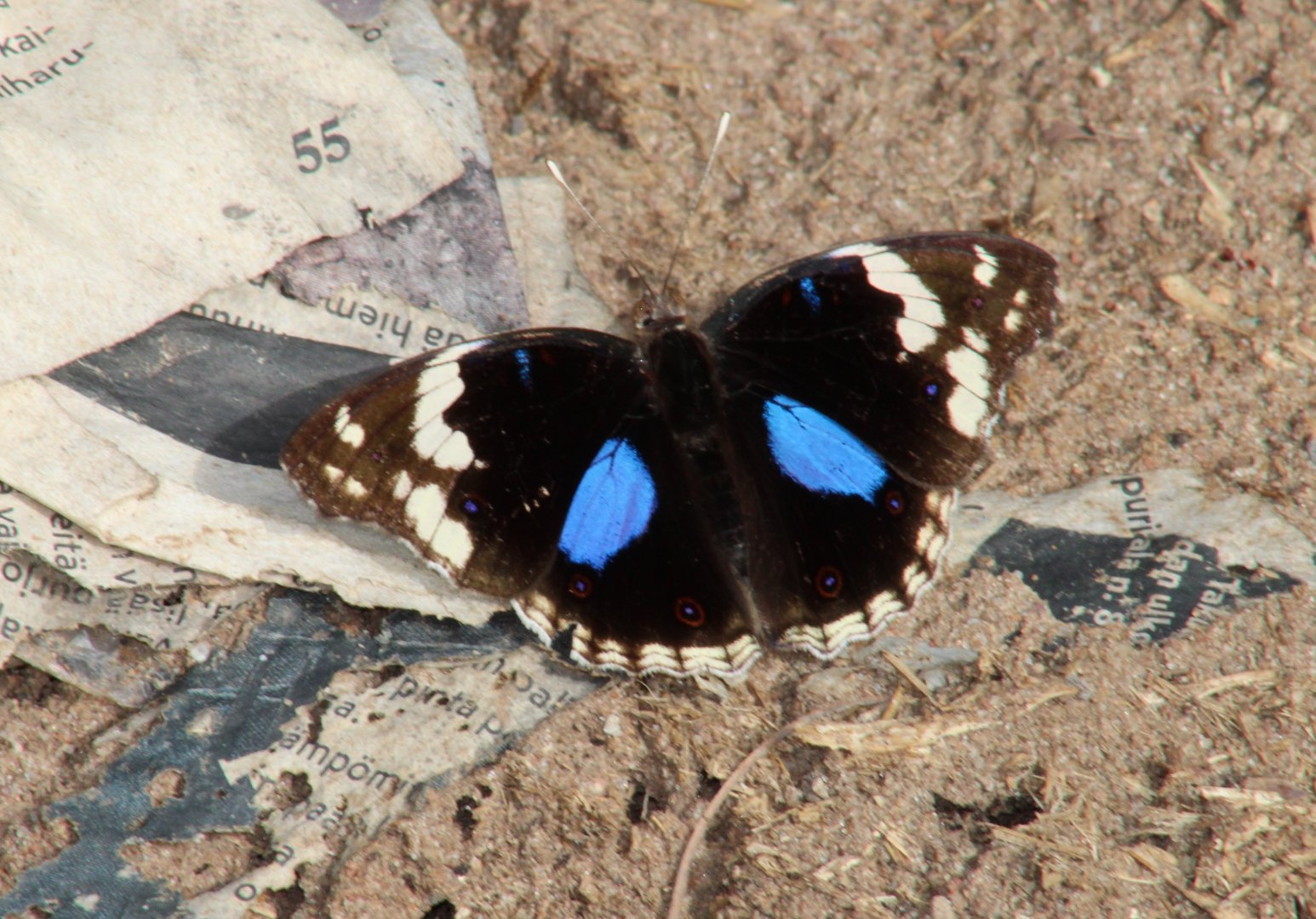 Dark blue pansey - Junonia oenone