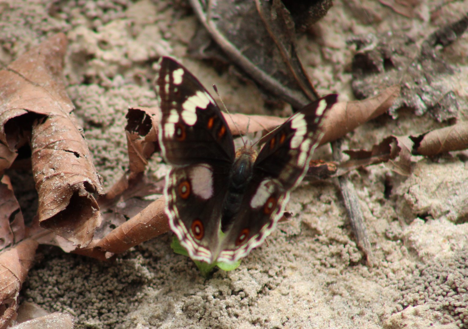 Dark blue pansy - Junonia oenone