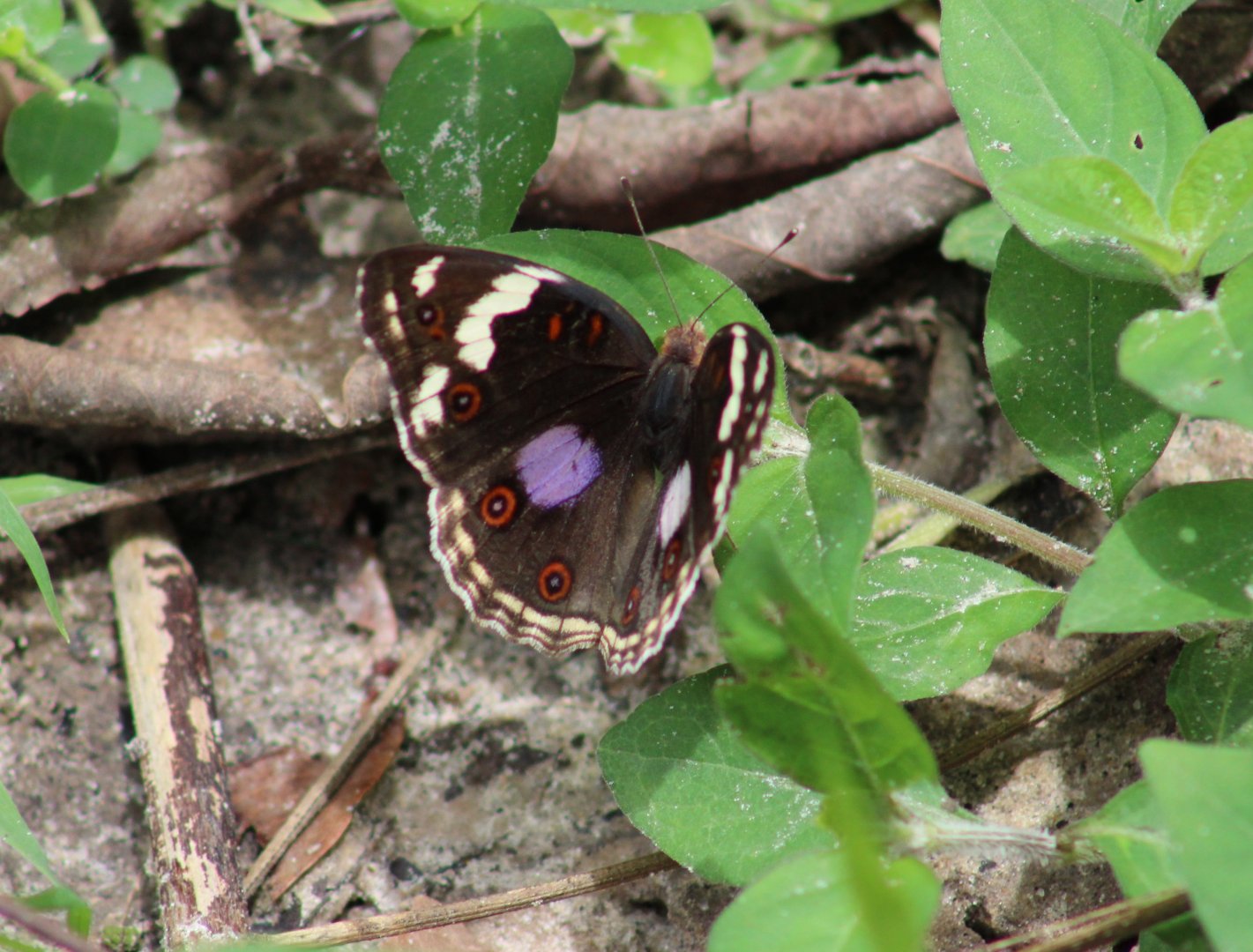 Dark blue pansy - Junonia oenone