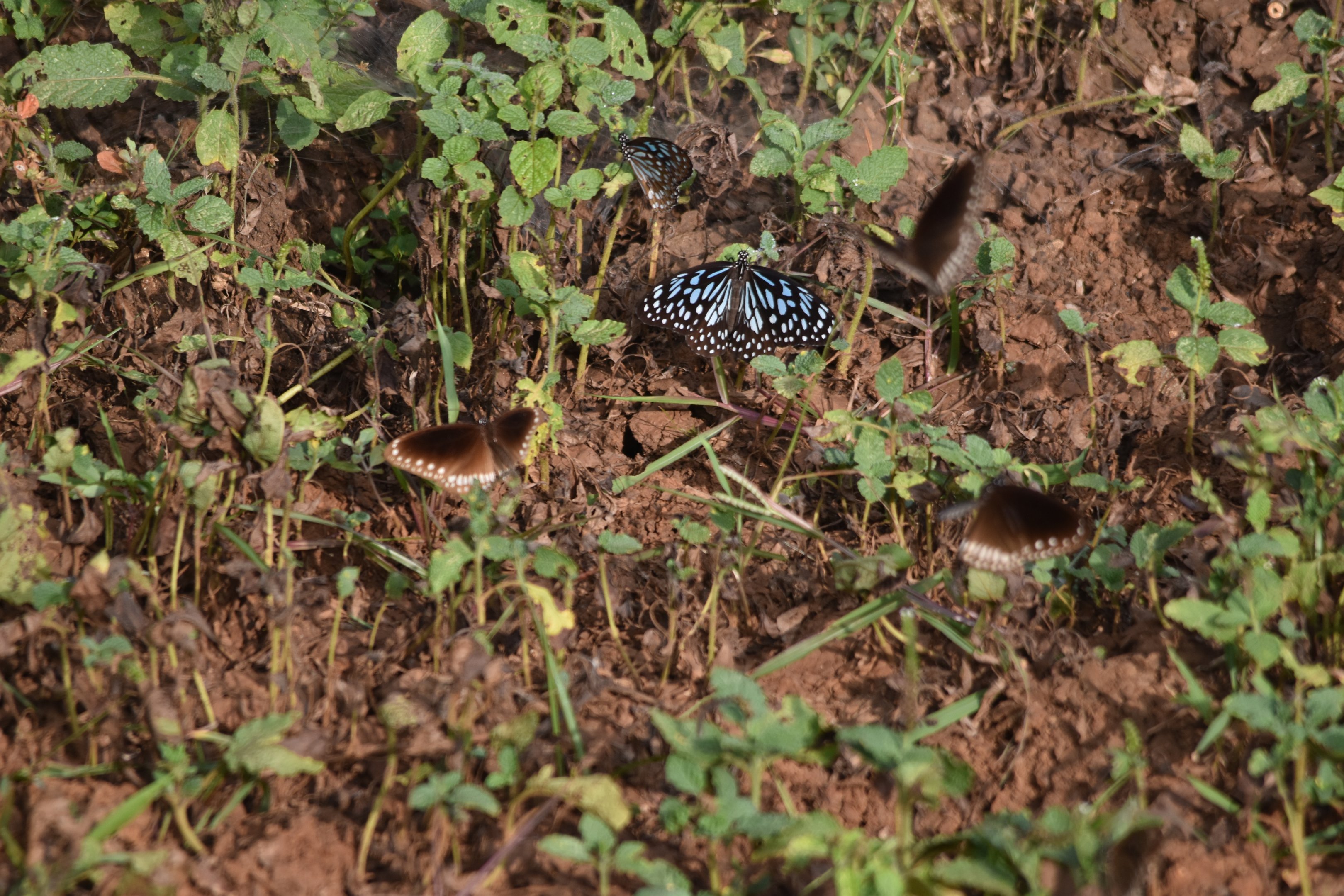 Dark Blue Tigers and Common Crows, Nagarahole Tiger Reserve, 22nd November 2024