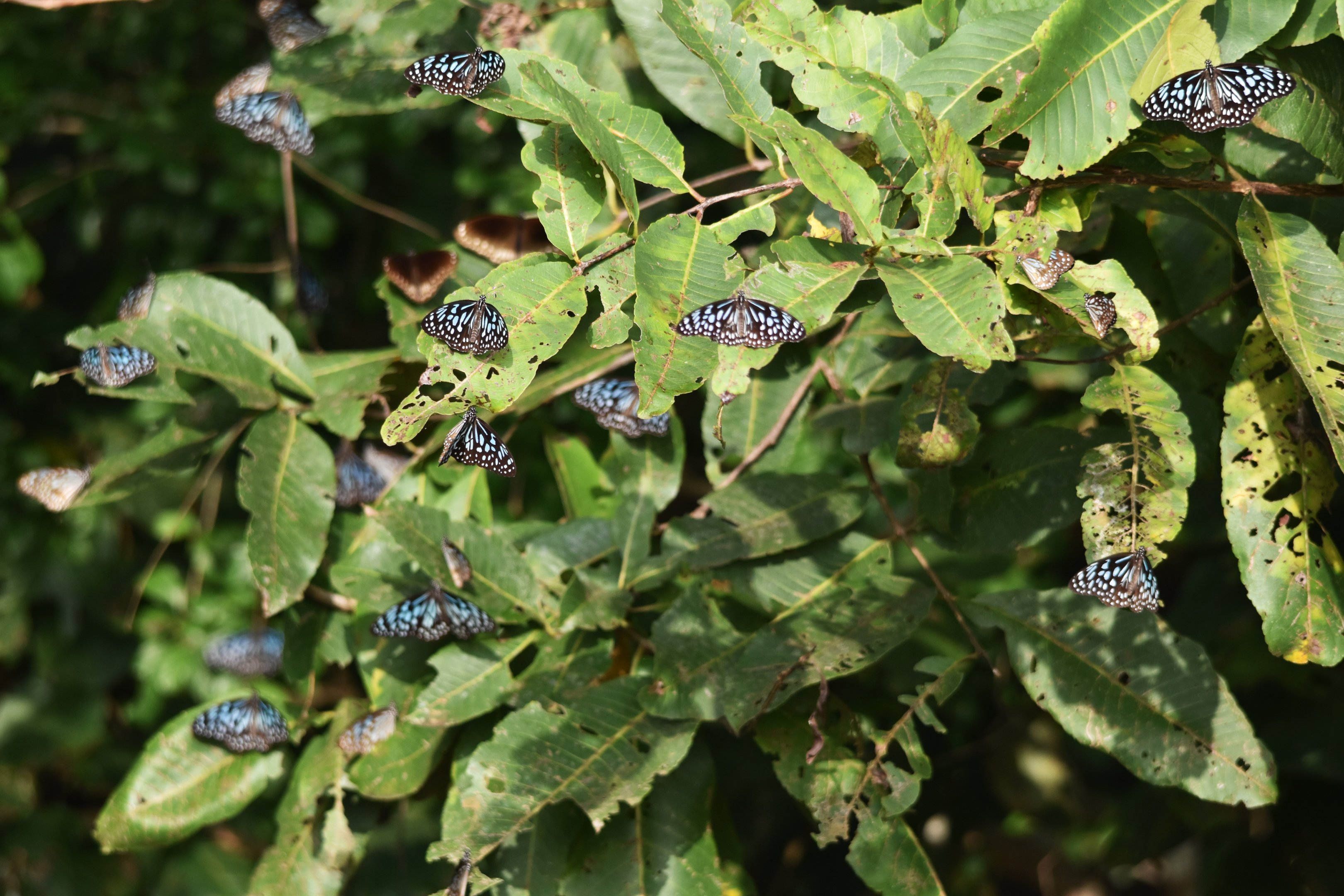 Dark Blue Tigers and Common Crows, Nagarahole Tiger Reserve, 22nd November 2024