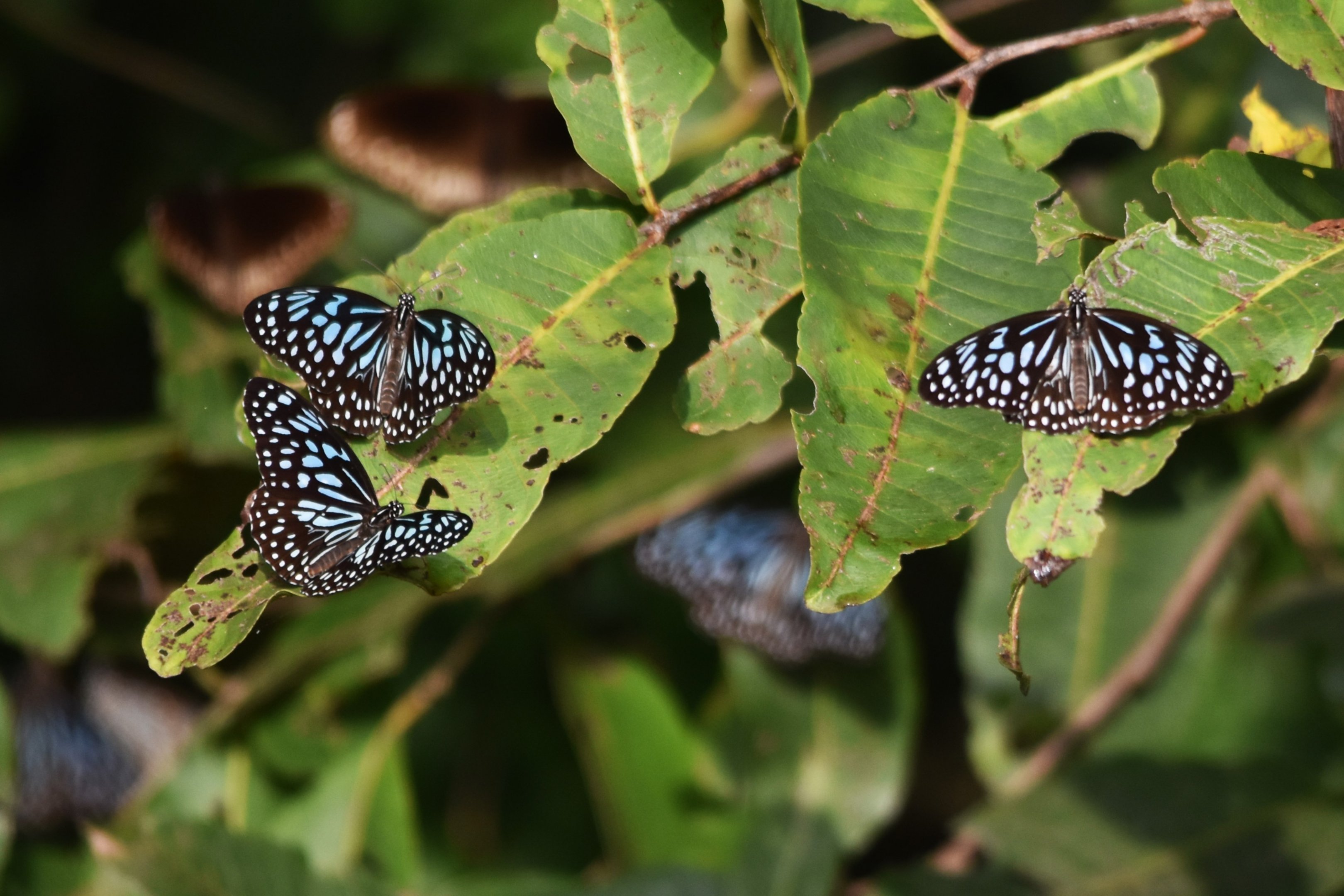 Dark Blue Tigers, Nagarahole Tiger Reserve, 22nd November 2024