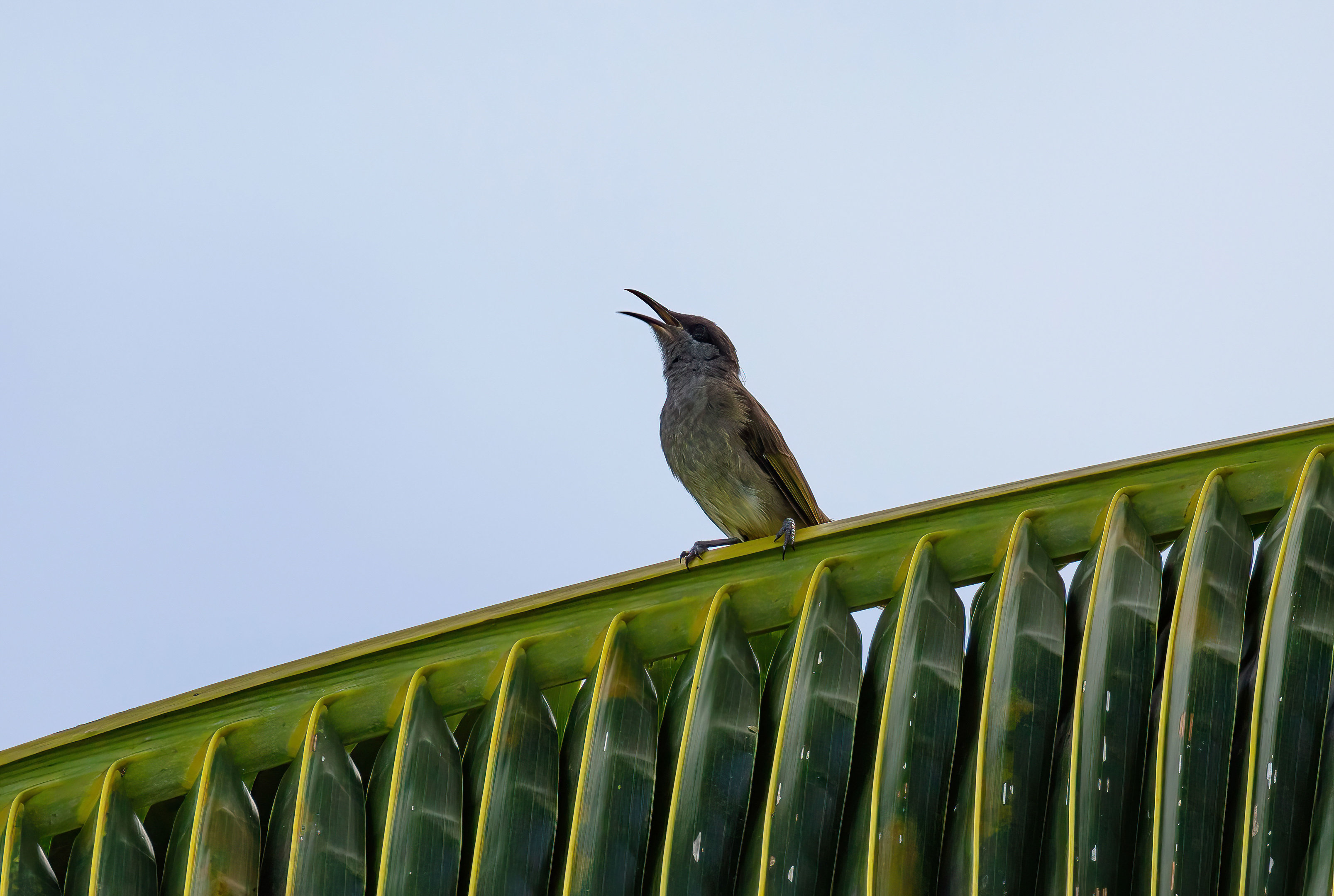 Dark-brown Honeyeater vocalising