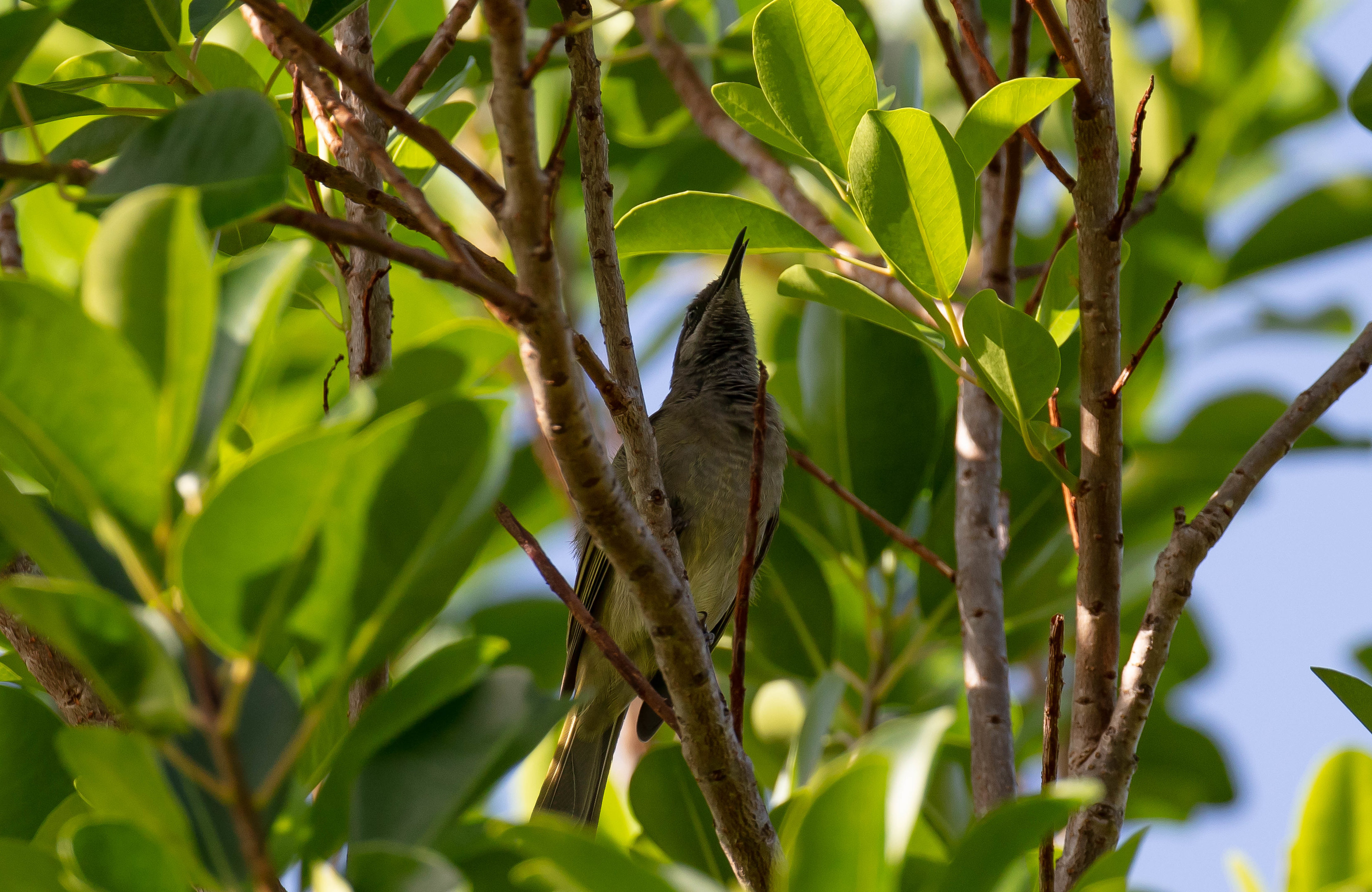 Dark-brown Honeyeater vocalising