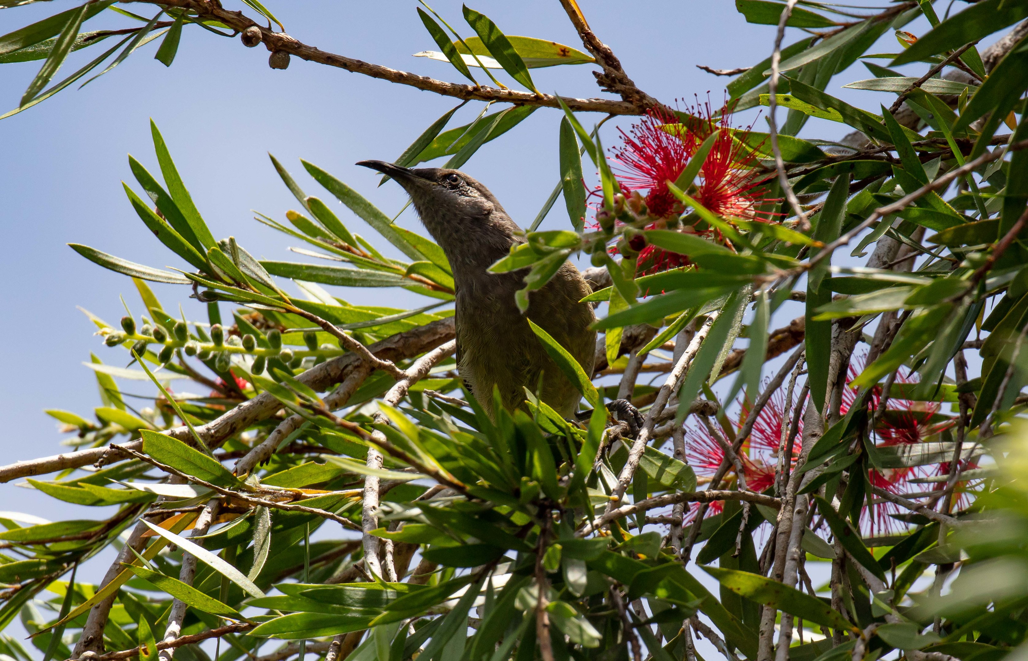Dark-brown Honeyeater (wild)