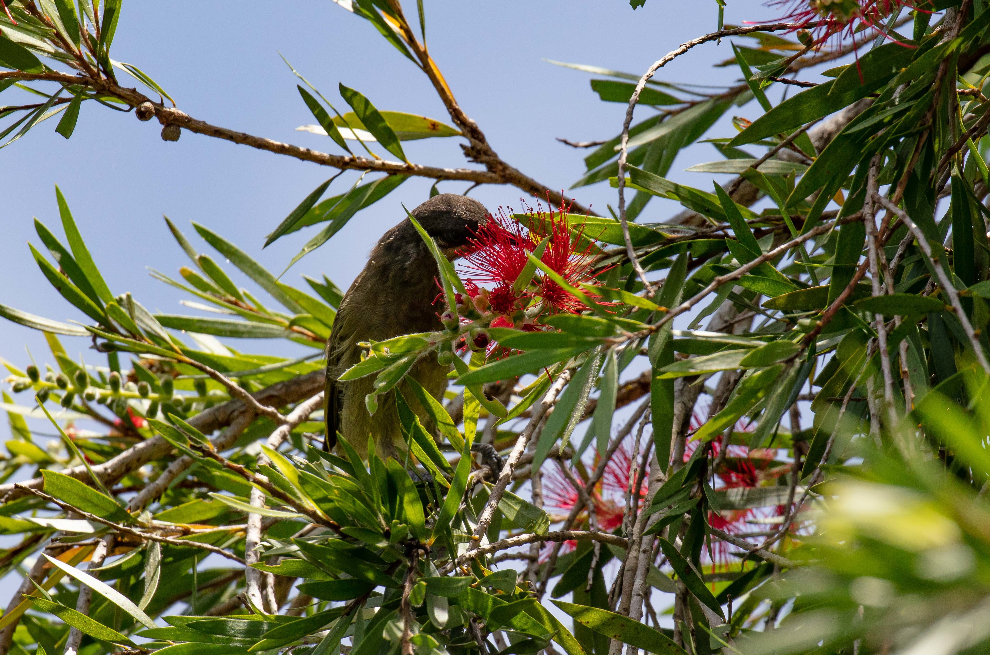 Dark-brown Honeyeater (wild)