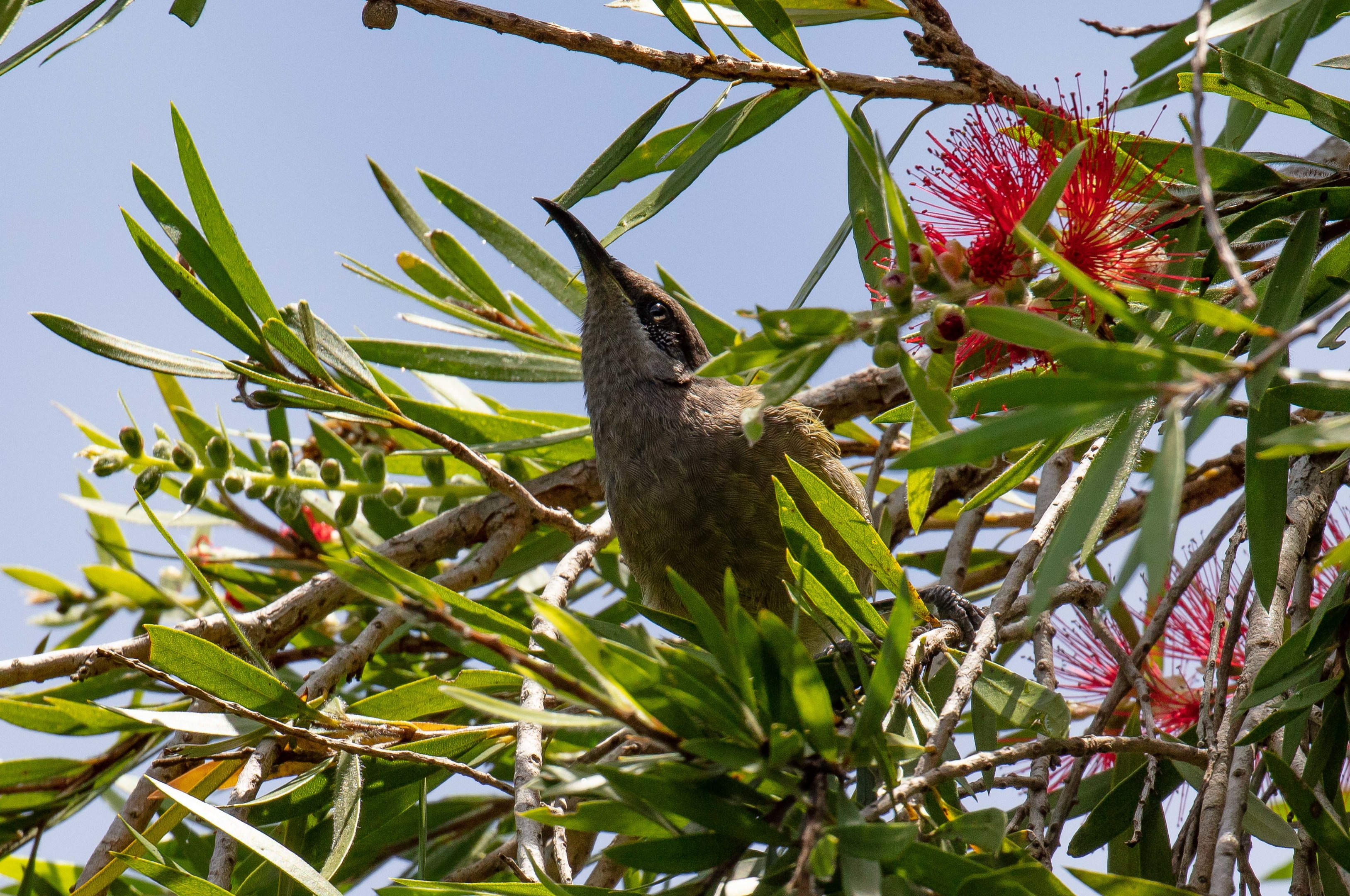 Dark-brown Honeyeater (wild)