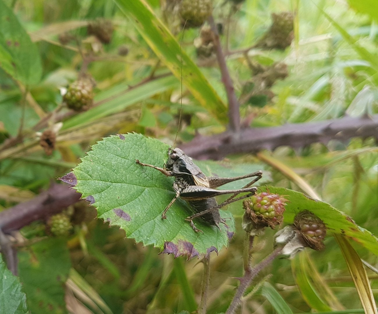 Dark bush-cricket - Pholidoptera griseoaptera
