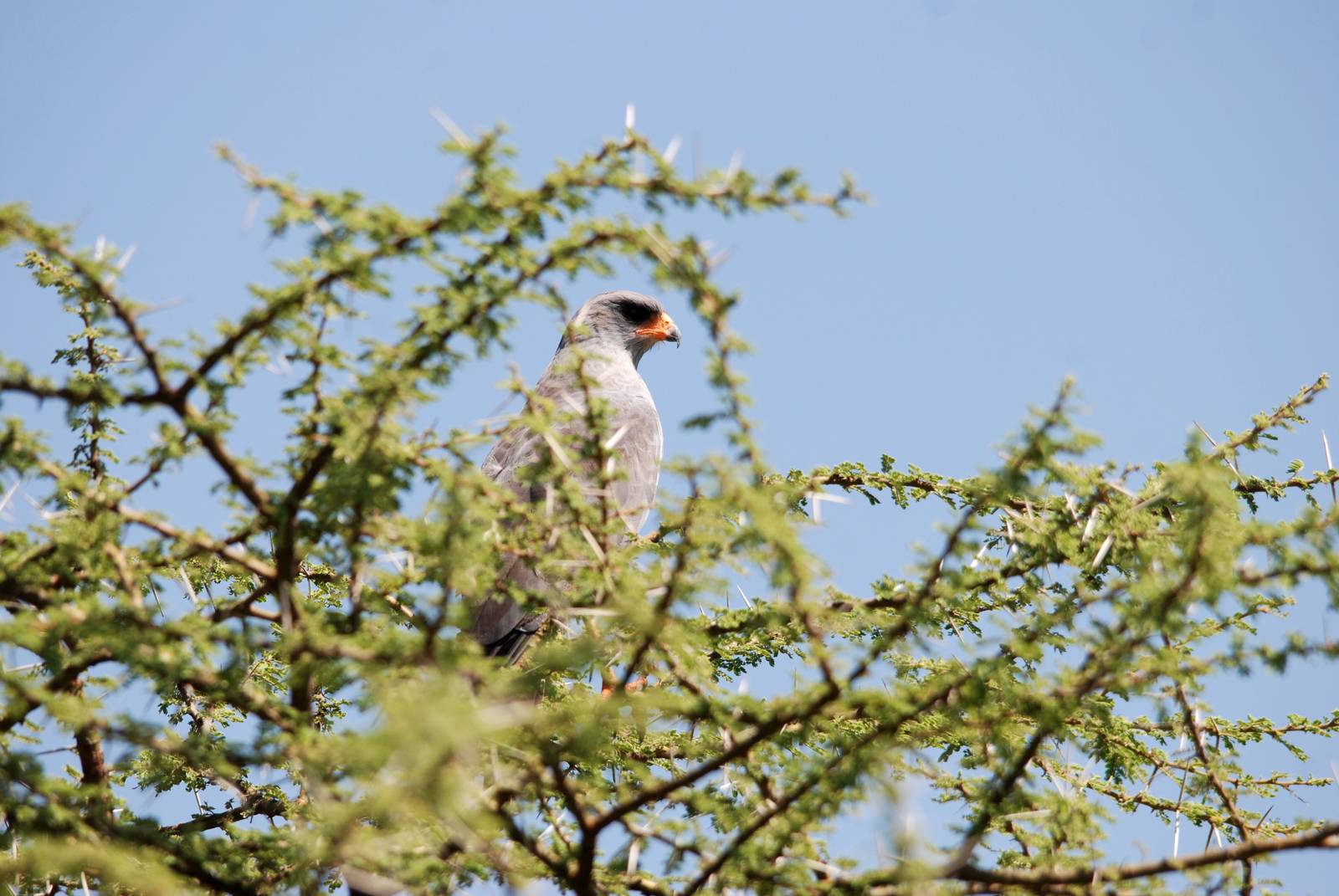 Dark Chanting Goshawk in Awash NP, 12/10/14