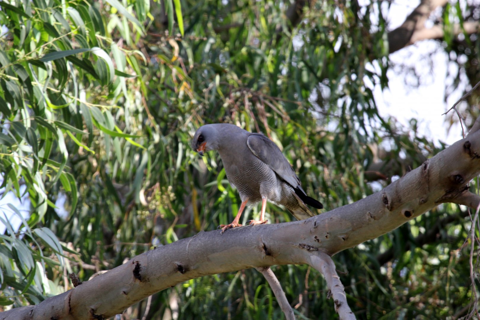 Dark Chanting-Goshawk (Melierax metabates) or gabar goshawk (Micronisus gabar)?