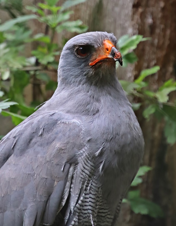 Dark chanting goshawk (Melierax metabates)