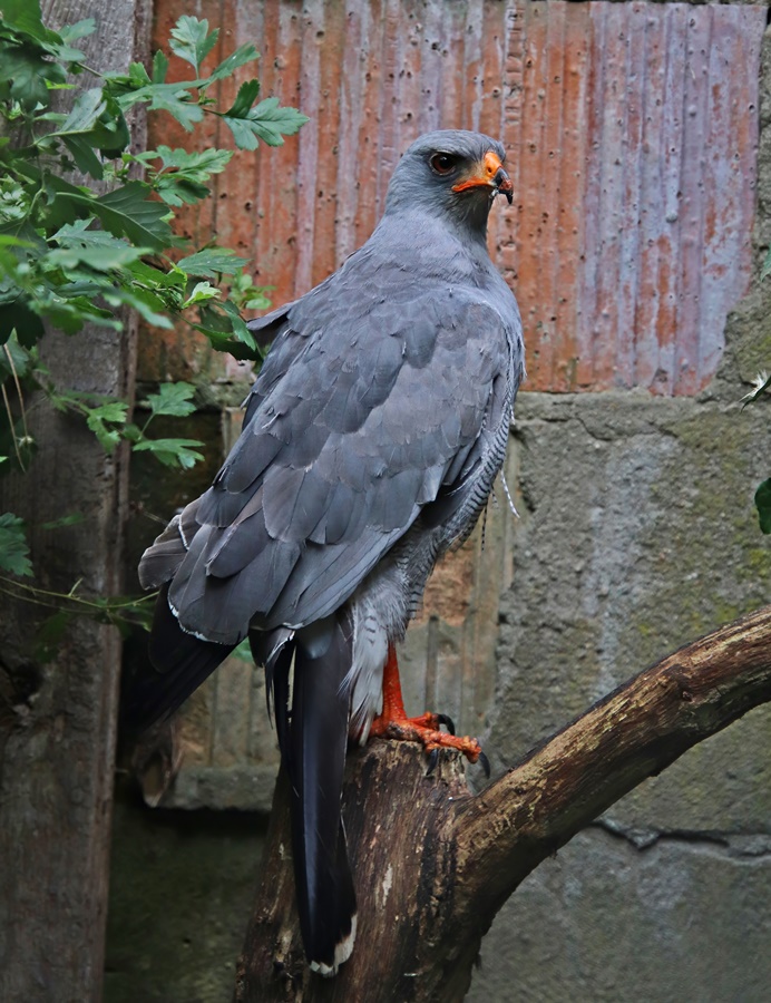 Dark chanting goshawk (Melierax metabates)