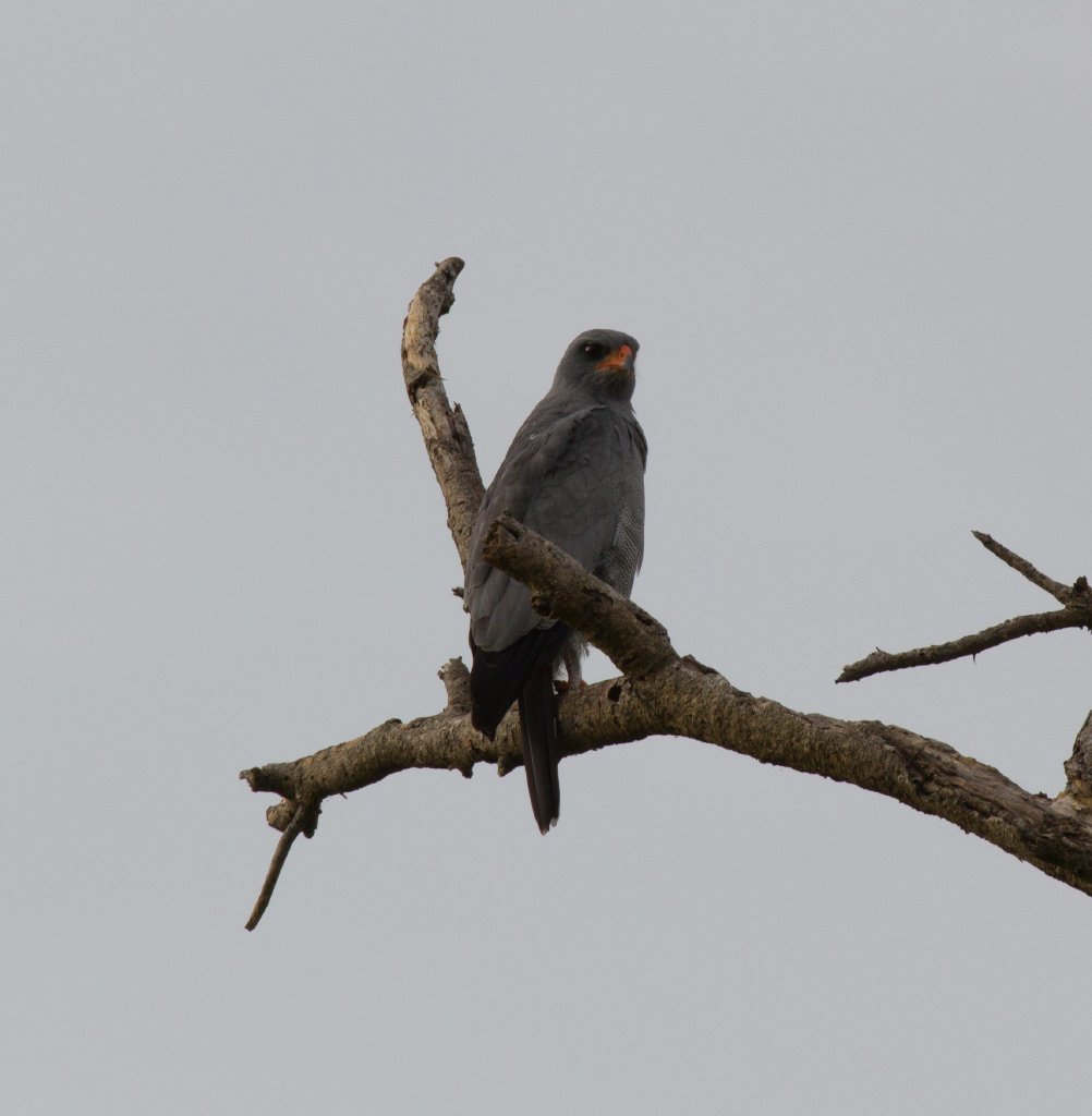 Dark Chanting Goshawk